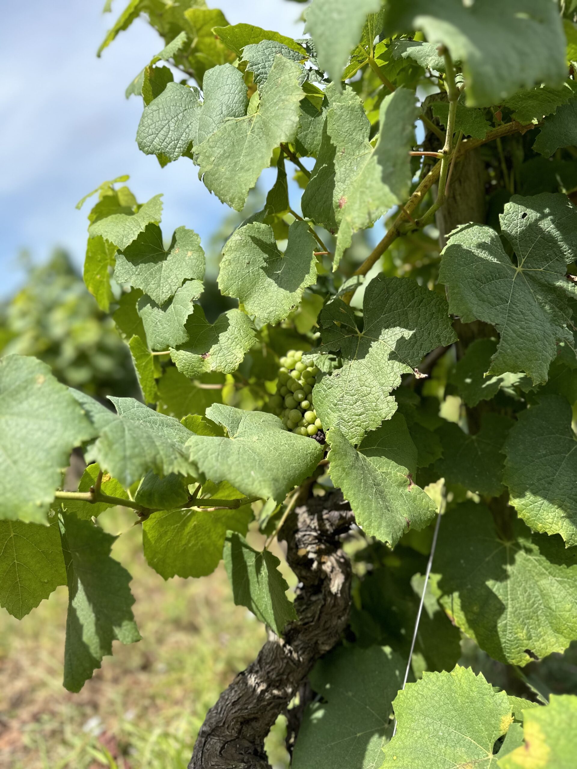 paroisse-saint-francois-des-coteaux-vertou-bulletin-paroissial-novembre-2025